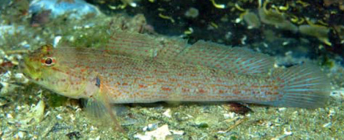 Gobius xanthocephalus_0055